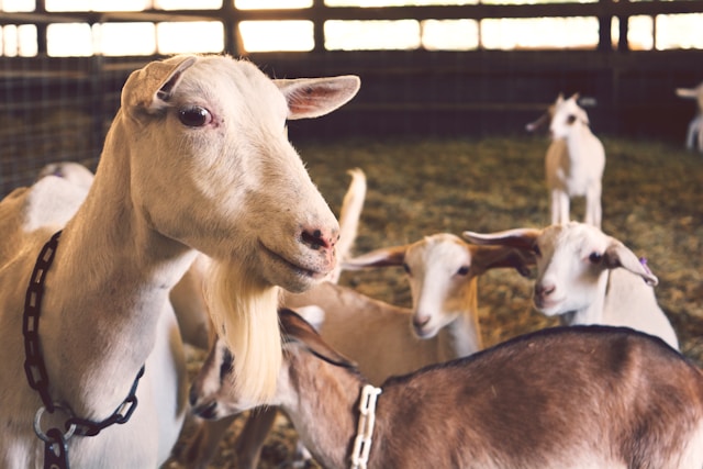 Goats in a field