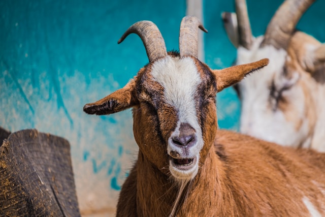 Goat being milked