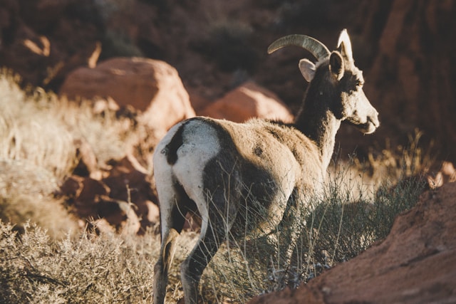 Cute baby goat