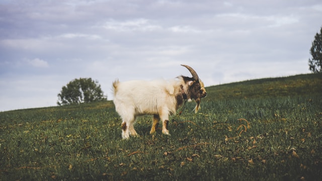 Cute baby goat