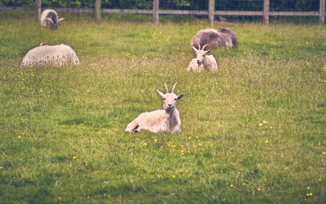 Cute baby goat