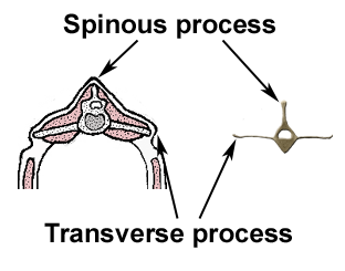 processes
